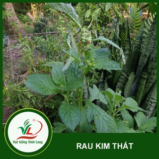 Hạt giống rau Kim Thất (rau Tàu bay) TN 2 - 1g