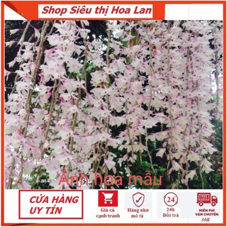 Hoa Phong lan Hạc Vỹ