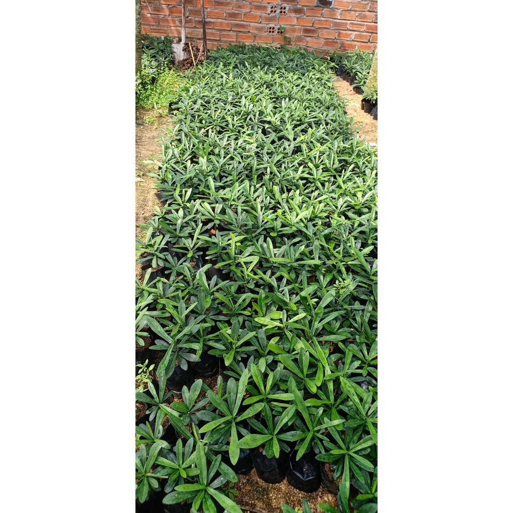 Cây giống Xáo Tam Phân khánh Hòa