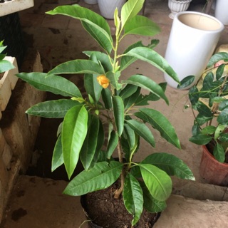 Cây Ngọc lan sz nhỡ