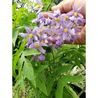 Cây Tiêu Nương