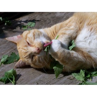 Hạt giống cỏ mèo (hạt giống catnip) 1 bịch 50 hạt, hạt giống cỏ bạc hà mèo (Nepeta cataria)