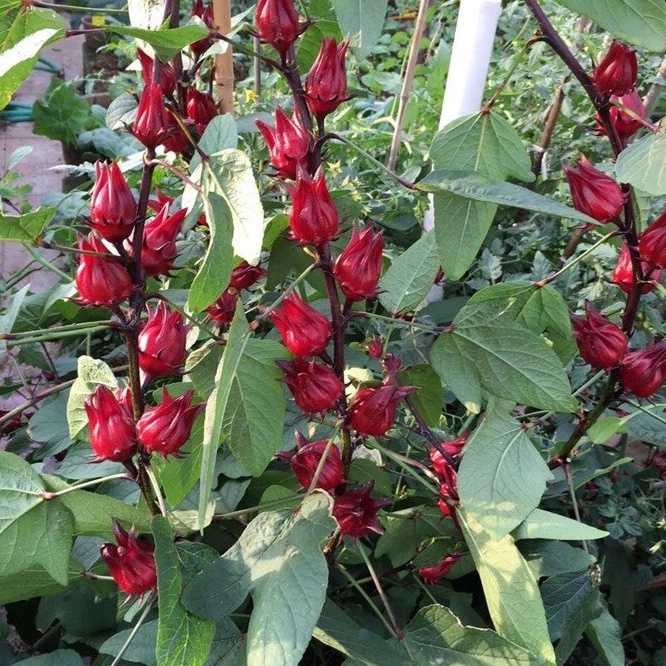 Hạt giống Atiso đỏ - 20 hạt, hoa bụp giấm Seed Land