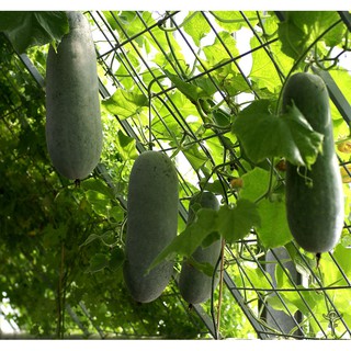 10h - HẠT GIỐNG BÍ ĐAO CHANH