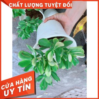 Chậu Ngọc Bích Nhiều Người Mua