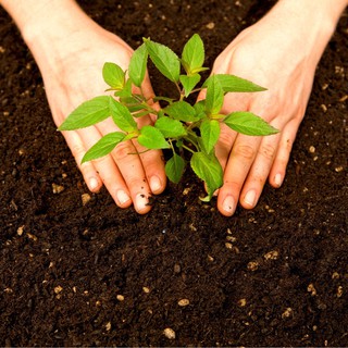 10kg Đất Hữu Cơ Sạch Trồng Cây, Rau