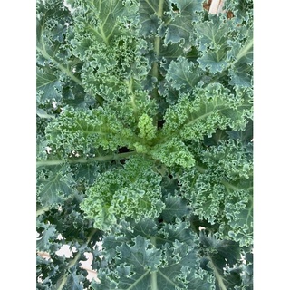 cây giống cải kale (blue kale)