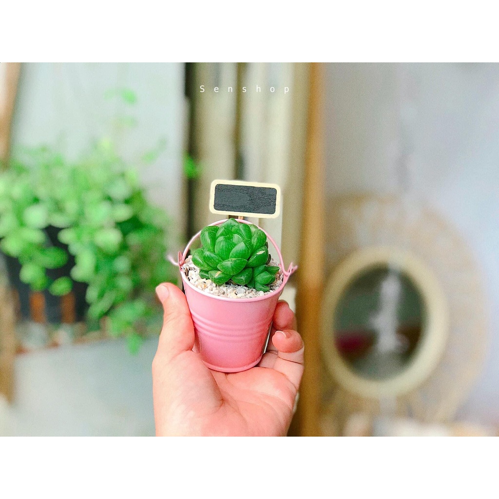 Xô mini trồng cây, decor .