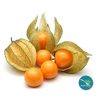 Cây Tầm Bóp khô 1KG - OLF080