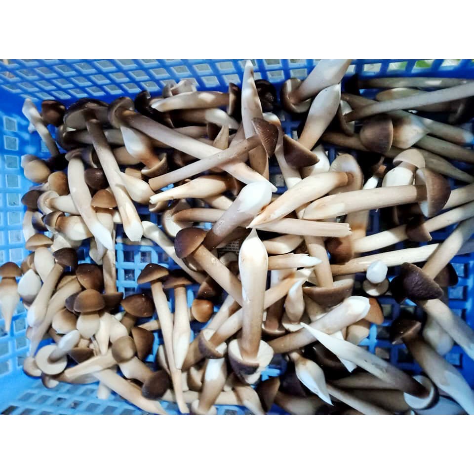 Nấm Mối Đen 250gr Loại 3
