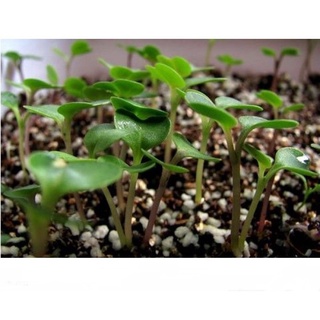 Đá Pumice (đá bọt núi lửa) (size 3-6mm ) 1kg