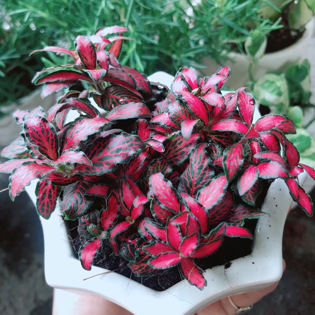 Chậu cây cẩm nhung ( cây may mắn)
