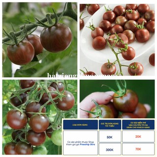5h - hạt giống cà chua chocola