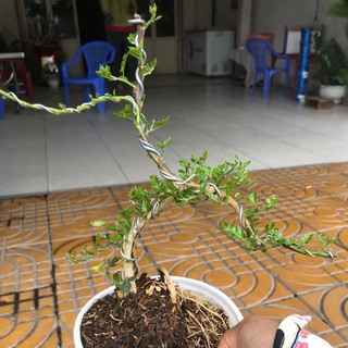 Cây cần thăng kiểng tặng phân bón cho cây