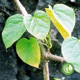 Dây Đau Xương khô 1KG - ND073