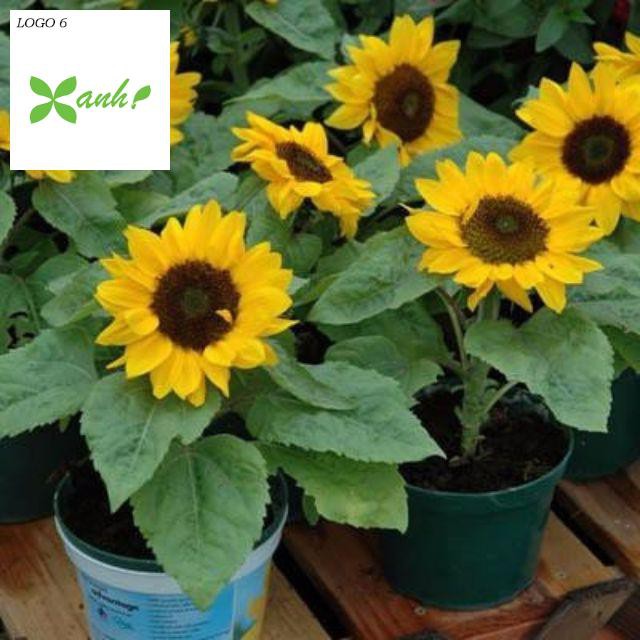 Gói 30 hạt giống Hoa Hướng Dương lùn vàng Bambino - Nanuseeds