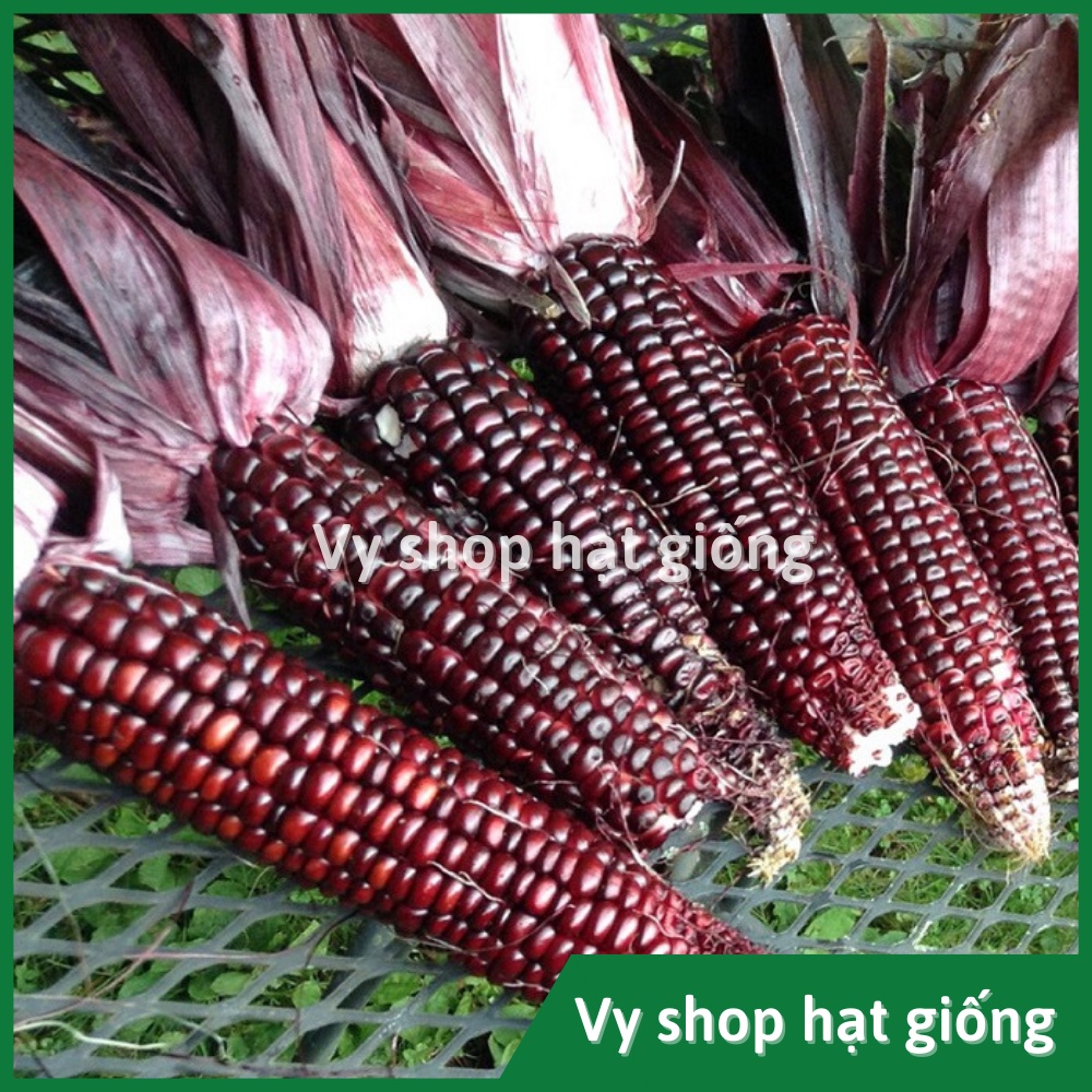 Hạt giống ngô nếp tím  Thái Lan gói 80 hạt