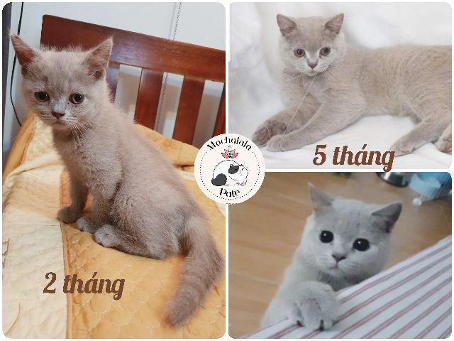 PATE tươi cho cún và miu | Siêu ít gan và nhiều thịt - Bếp Nhà Mochalala 🌸