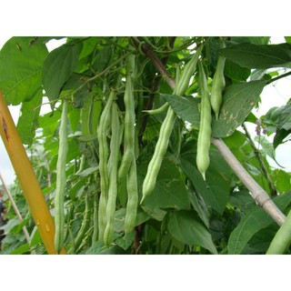 Đậu Cove hạt đen TN 282 ( 20 gr )