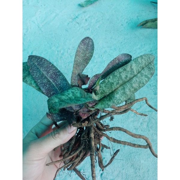 Hoa lan hài gấm