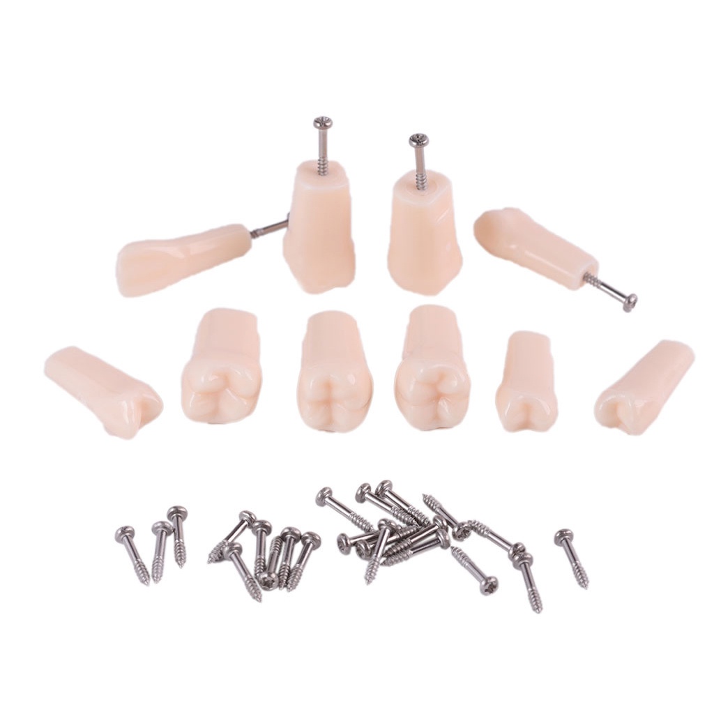 Bộ 28 Mô Hình Răng NISSIN 500 Thay Thế Hỗ Trợ Dạy Học