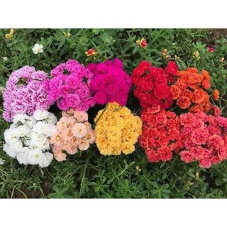 com bo 1kg hoa mười giờ thái và mĩ