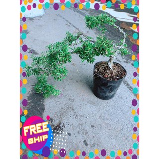Linh Sam Bonsai