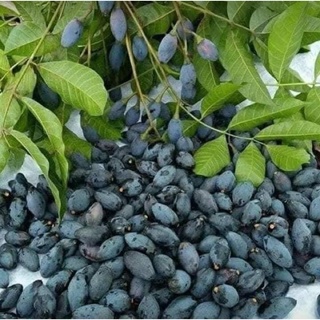 cây trám đen lùn nhanh cho quả