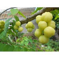 Cây Chùm Ruột Ngọt Siêu Trái - Giống cây trồng cây ăn trái