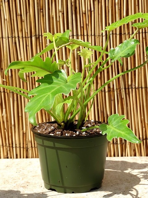 Chậu cứng trầu bà chân vịt vàng - philodendron xanadu golden