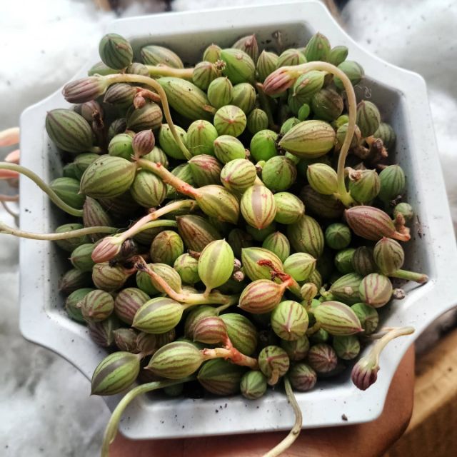 Sen đá dưa hấu ( chậu 12-15cm) - String of watermelon
