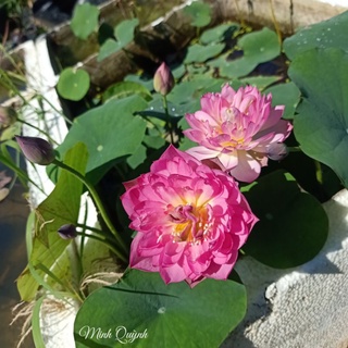 Củ sen mini Pink Butterfly