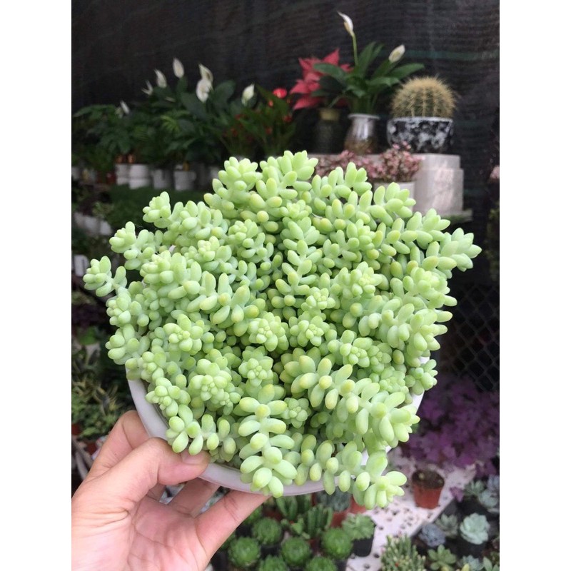 CÂY SEN ĐÁ CHUỖI NGỌC, CÂY RỦ LOẠI ĐẸP, cây khoẻ dễ chăm sóc