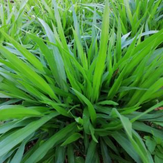 Cỏ Mulato 2 Chịu Lạnh (Gói 200g)