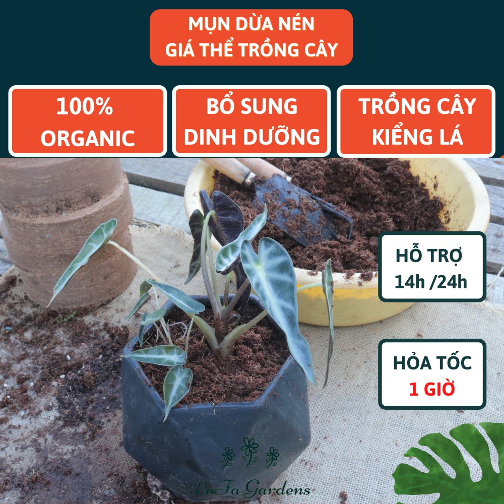Đất hữu cơ ép bánh, Combo 4 bánh nén hữu cơ trồng cây sân thượng