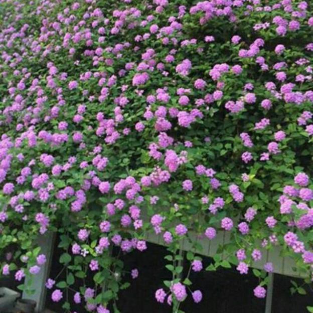 Cúc tím ngũ sắc rủ