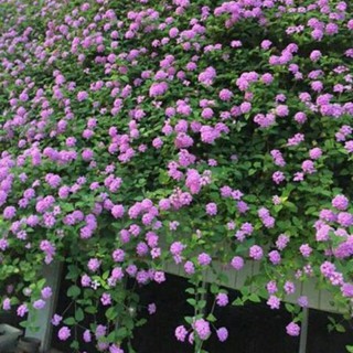 Cúc tím ngũ sắc rủ