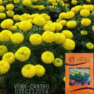 Hạt giống vạn thọ thái cao lỡ Mê Kông '08' màu vàng chanh