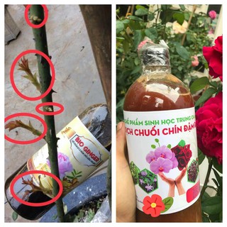 COMBO 1 chai DỊCH CHUỐI đậm đặc + 1 chai dịch gừng Siêu Kích Mầm Chồi cho hoa hồng, hoa lan.