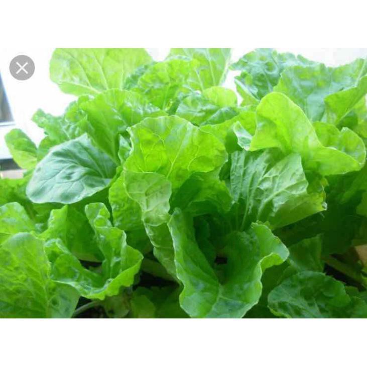 Hạt cải bẹ dún - gói 10 gram