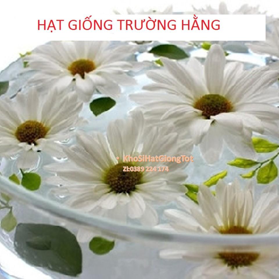 Gói 50 Hạt Giống Hoa Cúc Chi Trắng - 60cm Shasta (Chrysanthemum)