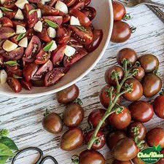 3h - HẠT GIỐNG CÀ CHUA CHOCOLA
