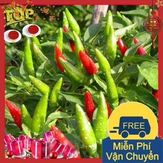 Combo 2 Gói Hạt Giống Ớt Chỉ Thiên