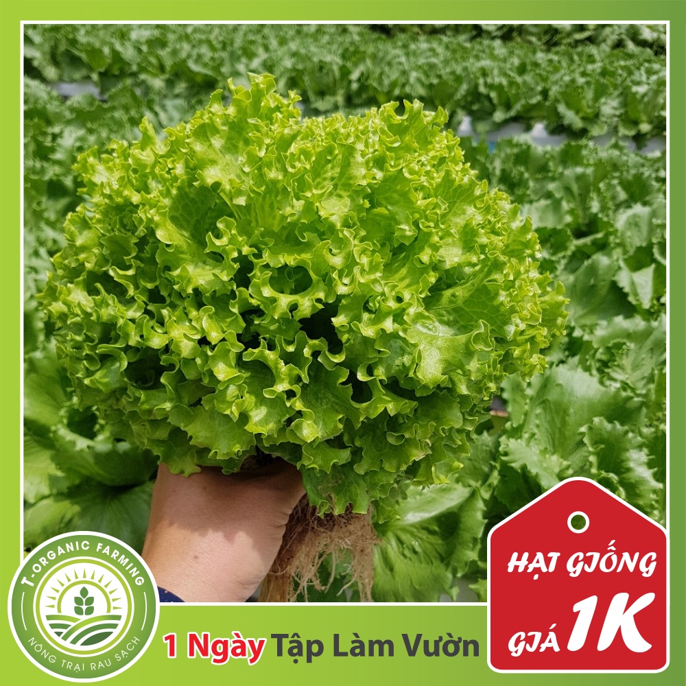 Deal 1K - 50 Hạt Giống Rau Xà Lách Xoăn Lô Lô Xanh