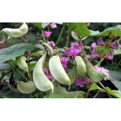 Hạt Giống Đậu Ván Xanh  - Dinh Dưỡng, Năng Suất Cao - MUA 3 TẶNG 1 CÙNG LOẠI