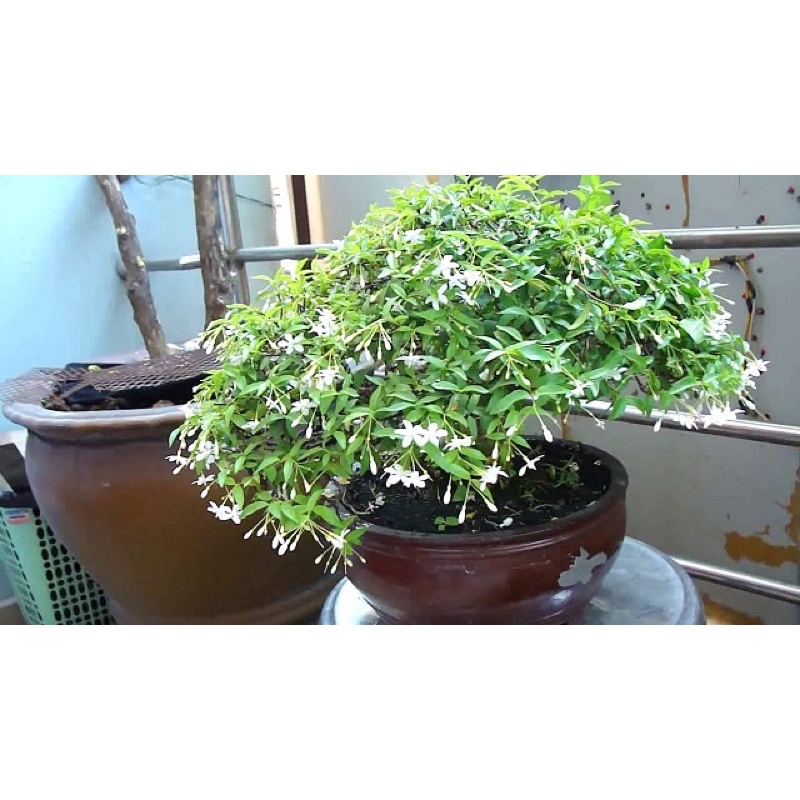 CÂY MAI CHIẾU THUỶ BONSAI MINI