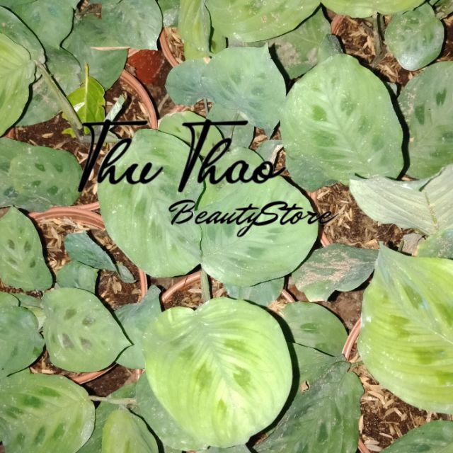 Cây đuôi công xanh