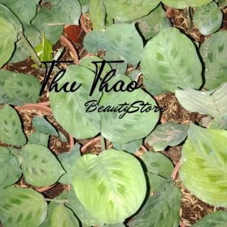 Cây đuôi công xanh