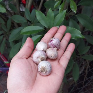 1kg tỏi ta ( sàng sảy sạch sẽ rồi)