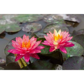 [GIÁ RẺ VÔ ĐỊCH]Cây hoa súng đỏ Wanvisa